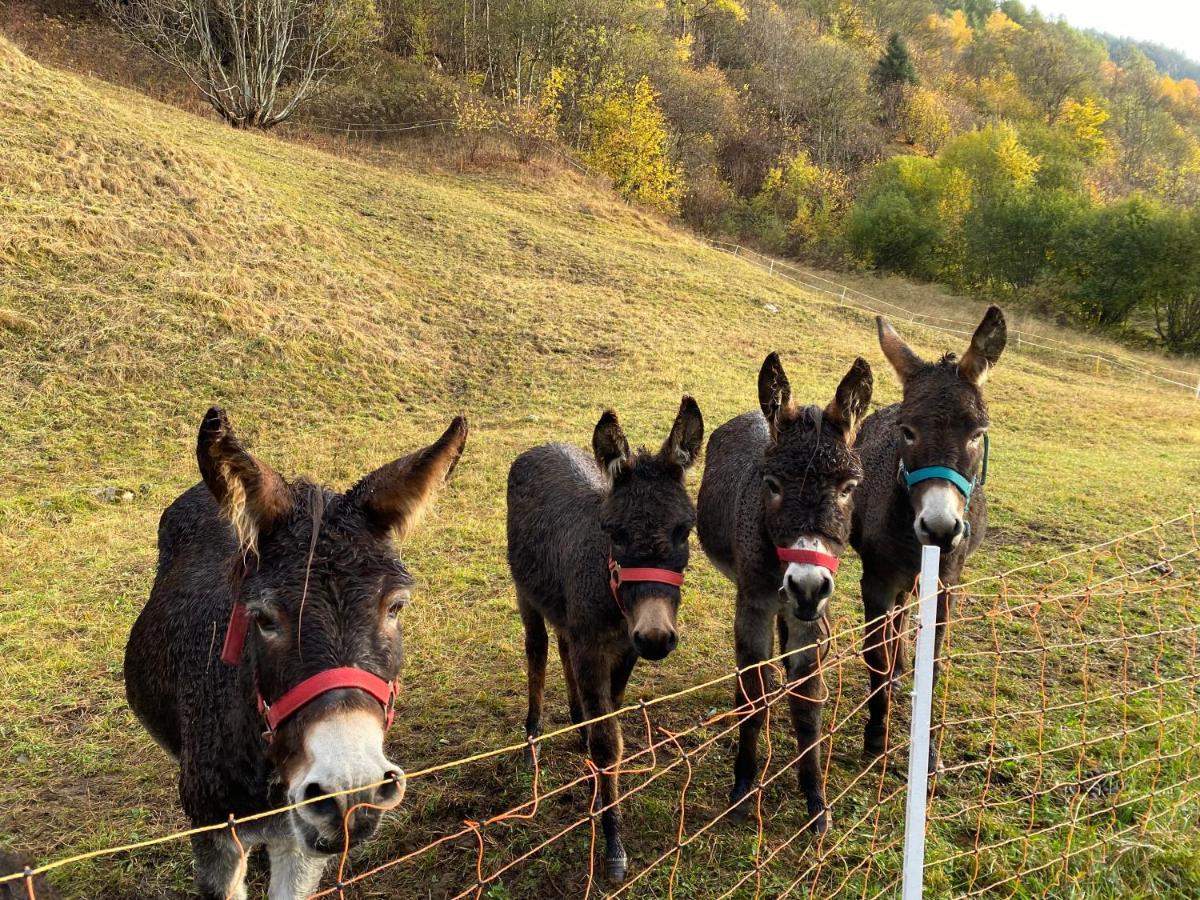 Baita Valtellina. Relax Nel Cuore Delle Alpi Grosio Exterior foto